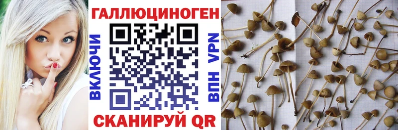 Псилоцибиновые грибы GOLDEN TEACHER  магазин продажи   Ленинск-Кузнецкий 